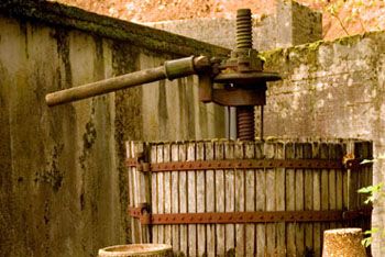 Производство вина дома. Часть 2. Подготовка винограда и приготовление сусла.